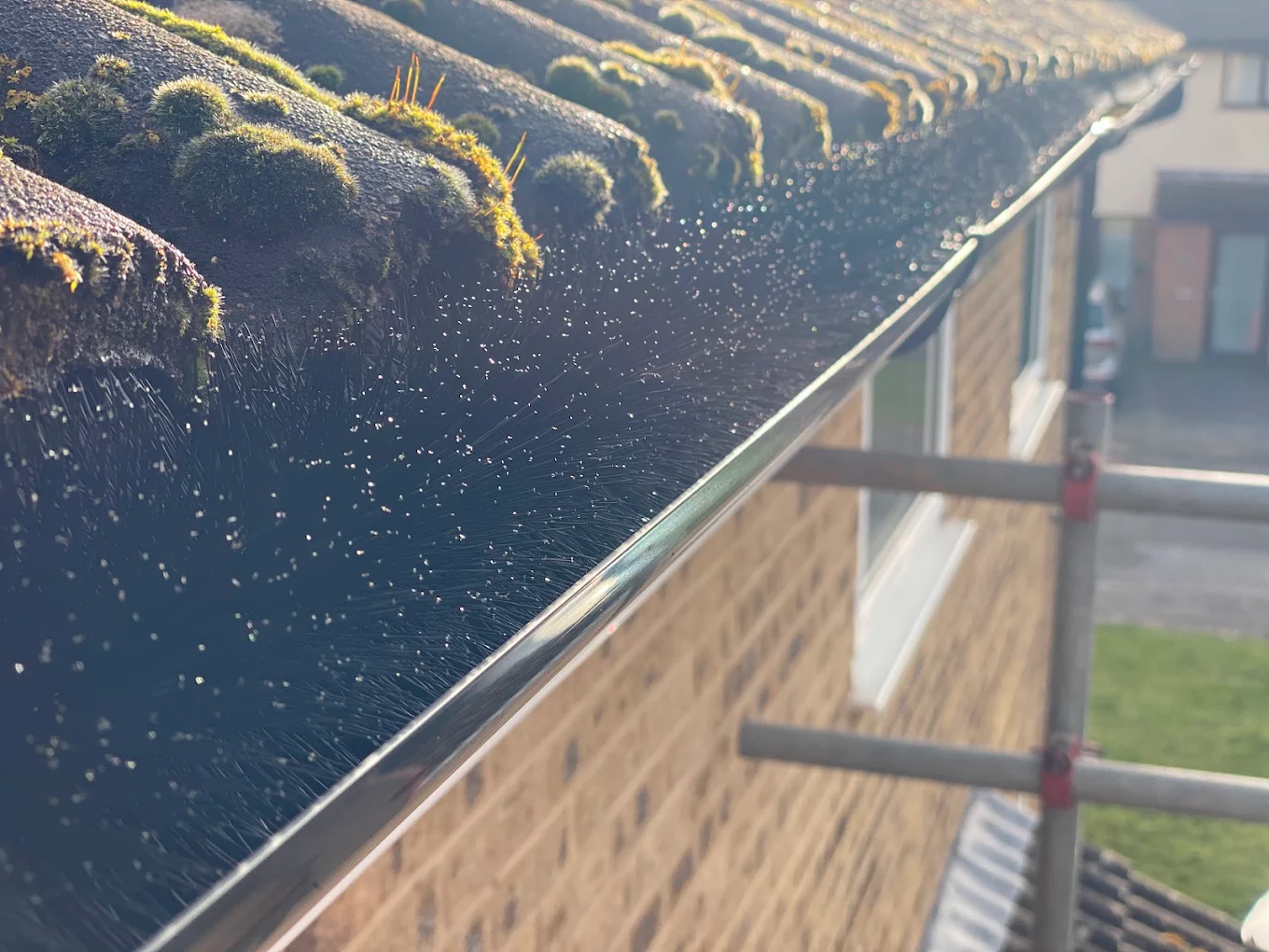 Mossy roof tiles above a black guttering run